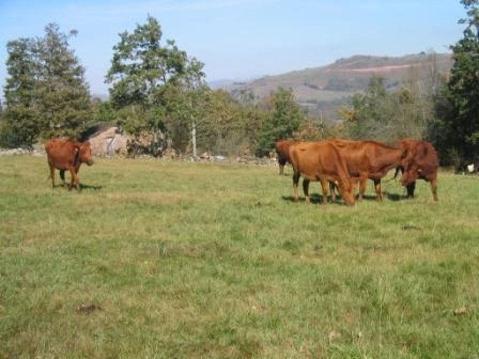 Archivo - Vacas de raza Pasiega
