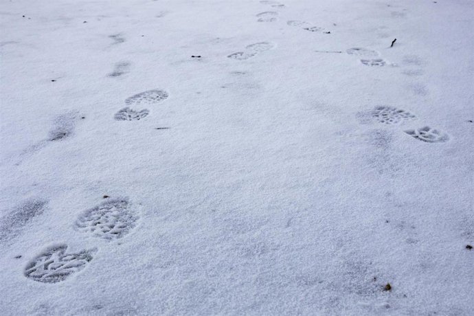 Archivo - Pisadas en suelo nevado