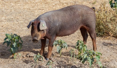 EpAgro - Unión Europea