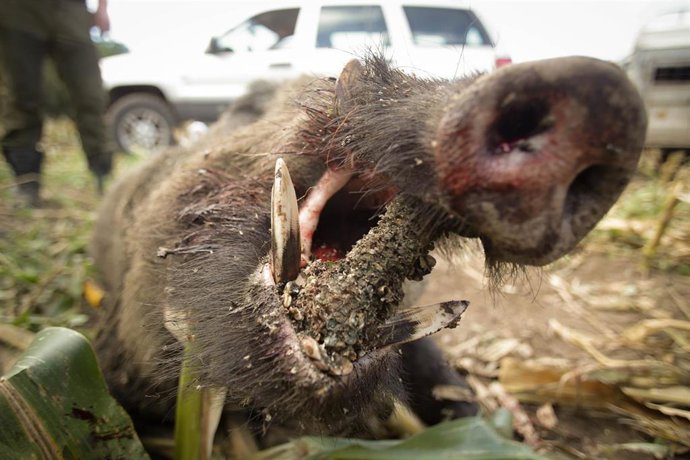 Archivo - Batida de un jabalí durante la emergencia cinegética, a 29 de septiembre de 2023, en el Concello de Portomarin, Lugo, Galicia (España).