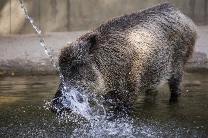Archivo - Un jabalí se refresca en una charca en el Zoo Aquarium de Madrid, a 12 de agosto de 2021, en Madrid.