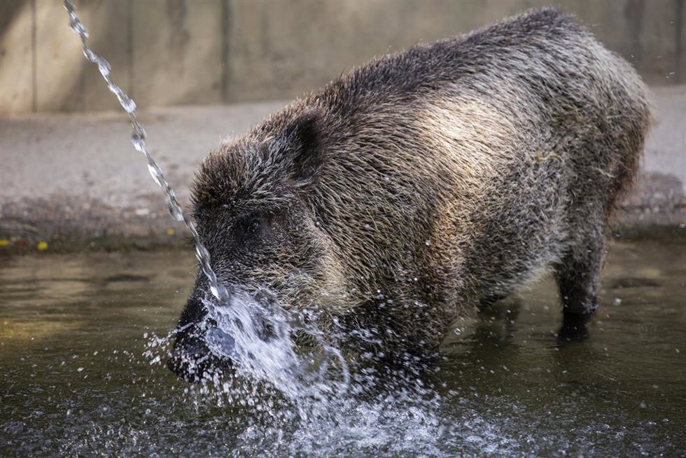Archivo - Un jabalí se refresca en una charca en el Zoo Aquarium de Madrid, a 12 de agosto de 2021, en Madrid.