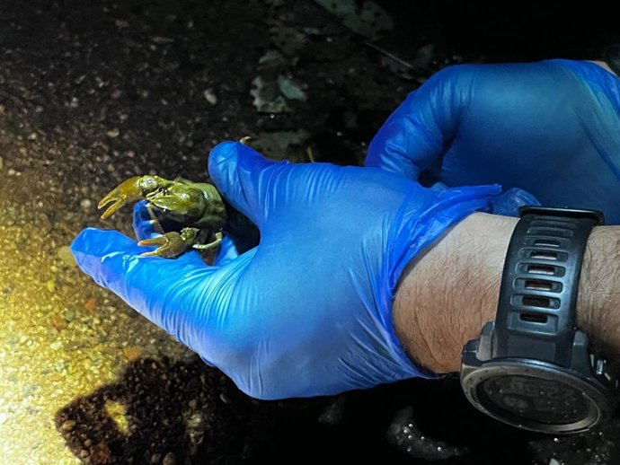 Ejemplar de cangrejo de río de patas blancas (Austropotamobius pallipes) liberado en un arroyo del espacio natural de Guilleries-Savassona