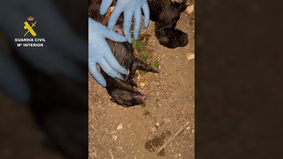 Cachorros de perro localizados en un contenedor de Pechina (Almería).