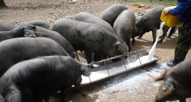 Es Andalucía - Sevilla