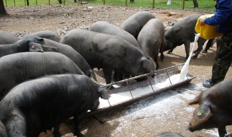 Es Andalucía - Sevilla