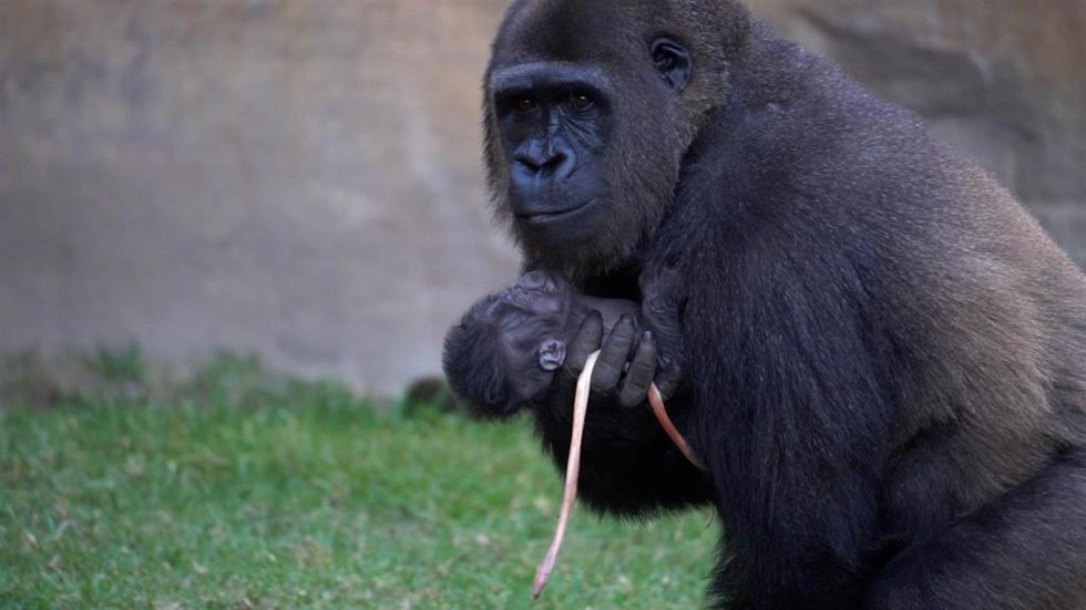 Nacimiento cria de gorila en Bioparc Fuengirola
