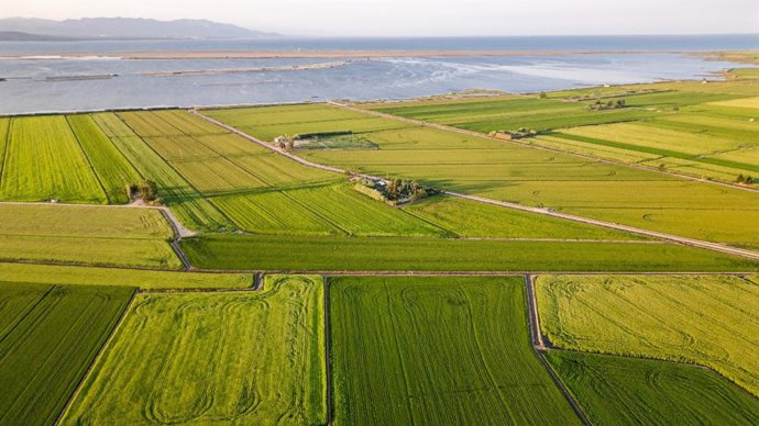 Archivo - Imagen de un campo