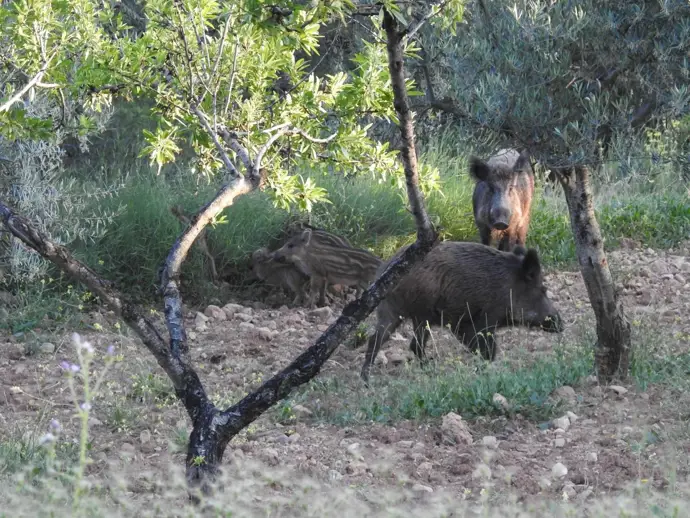 Jabalíes