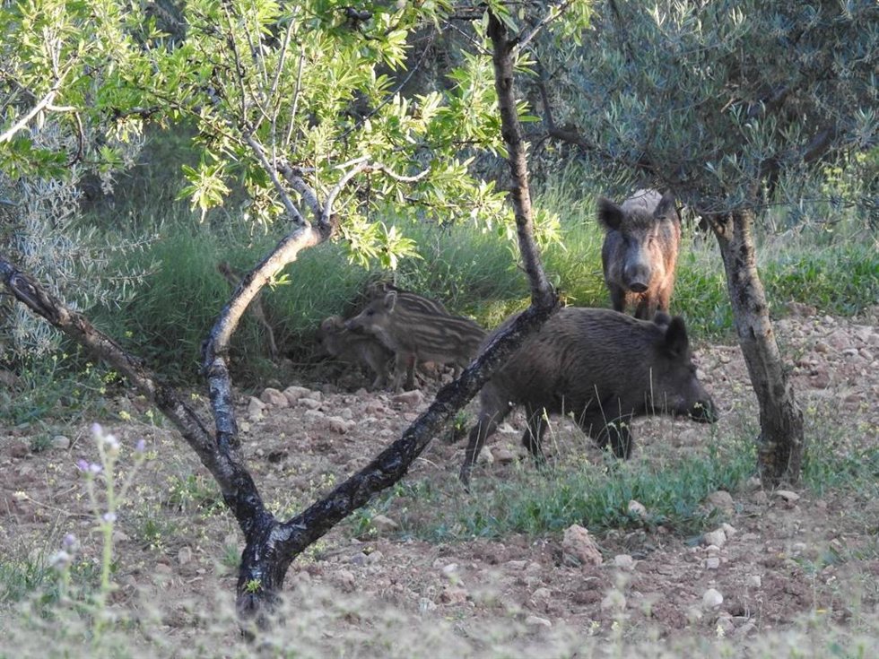 Jabalíes