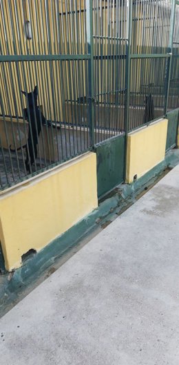 Archivo - Perros en el centro municipal de Son Reus, en una foto de archivo.