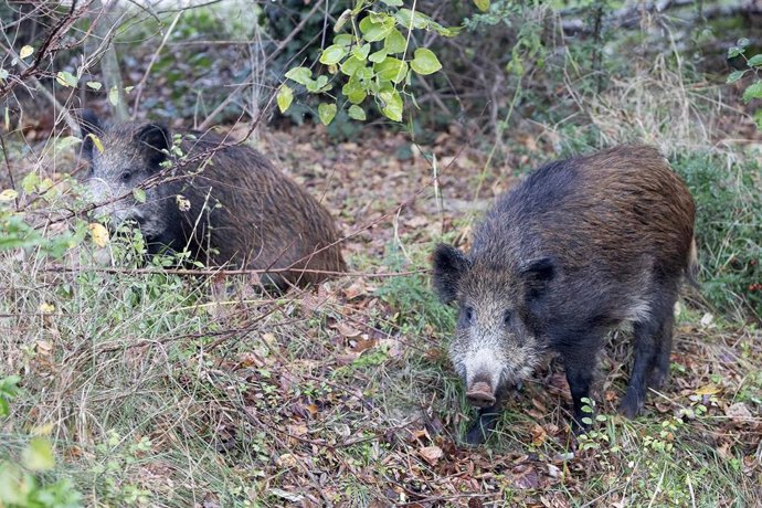 Foto de archivo de jabalíes.