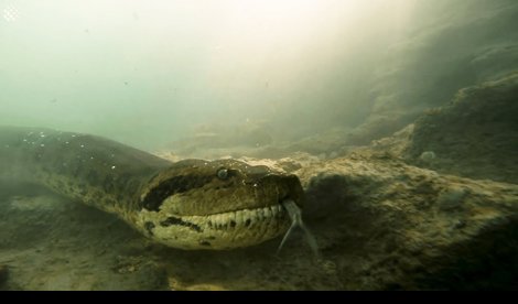 notibrasil sociedade