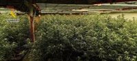 Tres detenidos con dos cultivos con 1.380 plantas de marihuana en Brenes y Fuentes de Andalucía (Sevilla)