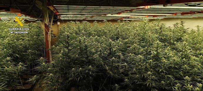 Desmantelamiento de plantas de marihuana en Brenes y Fuentes de Andalucía (Sevilla)