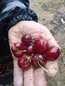 Archivo - Cerezas dañadas por las lluvias.
