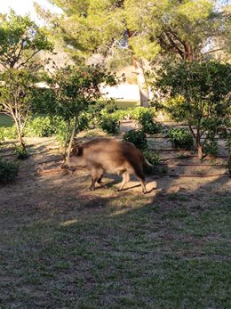 Jabalíes en Mont-roig (Tarragona).