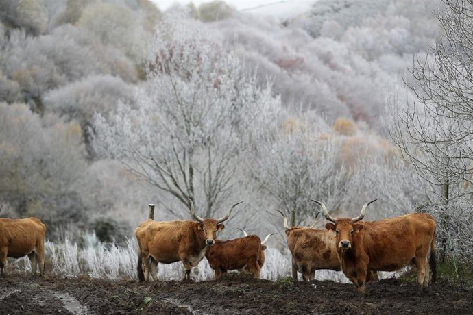 Vacas durante la nevada en Pedrafita, a 20 de noviembre de 2025, en Lugo, Galicia (España). El marcado descenso de las temperaturas en los últimos días, unido a las lluvias anunciadas, configura un escenario propicio para que la nieve haga acto de presenc