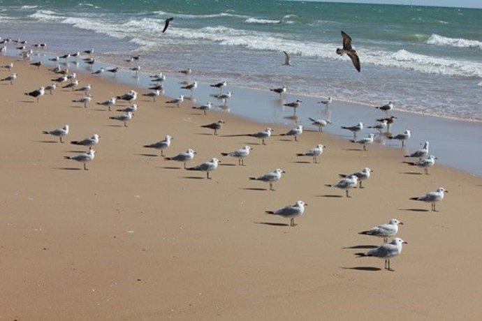 Gaviotas en las costas españolas.