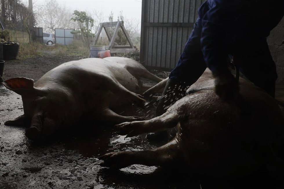 Archivo - Matanza doméstica de cerdos en una casa, a 4 de diciembre de 2021, en, Mixós, Monterrey, Ourense, Galicia (España). Es una actividad tradicional que abastece de carne a toda una familia para parte del año a la que acuden todos sus miembros. Es
