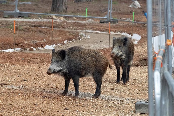 Foto de archivo de jabalíes.