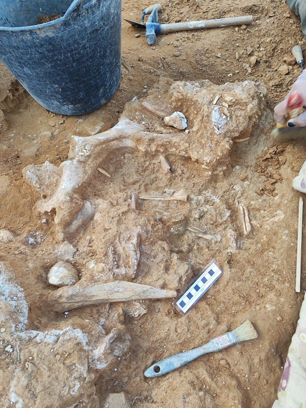Excavación de la Fundación Dinópolis.