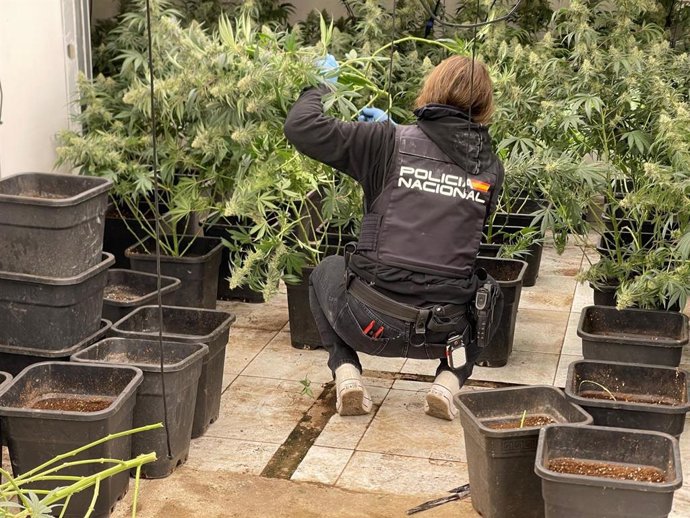 Marihuana intervenida.