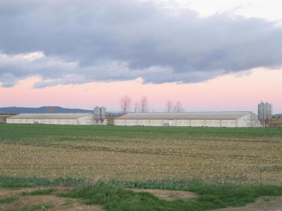 Granja porcina.