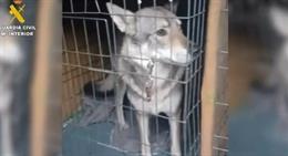 Intervenidos perros lobos en Pelayos de la Presa