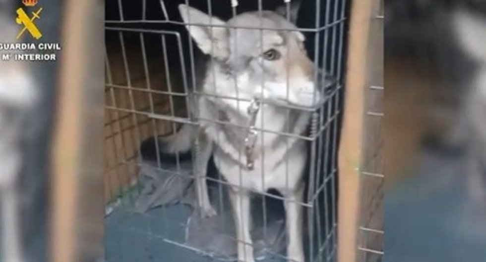 Intervenidos perros lobos en Pelayos de la Presa