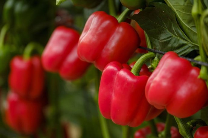 Archivo - Pimiento rojo variedad California.