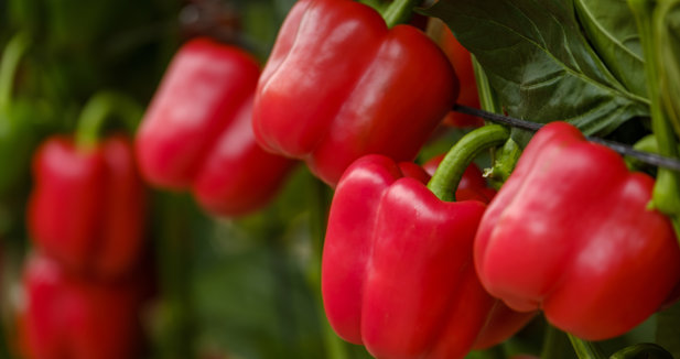 EpAgro - Agricultura