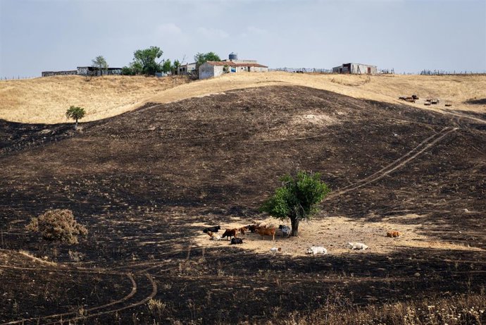Archivo - Varias vacas rodean el árbol 'milagro', a 17 de agosto de 2025, en Soto de Viñuelas, Tres Cantos, Madrid (España).