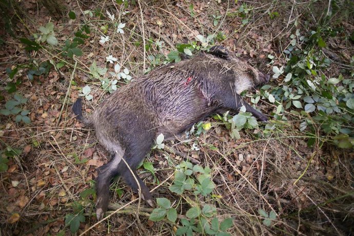 Archivo - Batida de un jabalí durante la emergencia cinegética, a 29 de septiembre de 2023, en el Concello de Portomarin, Lugo, Galicia (España). La Xunta ha registrado un total de 131 peticiones de batidas de jabalí en once días de emergencia cinegética 