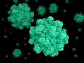 Foto: Una nueva variante de norovirus, detrás del aumento de brotes de gastroenteritis en todo el mundo