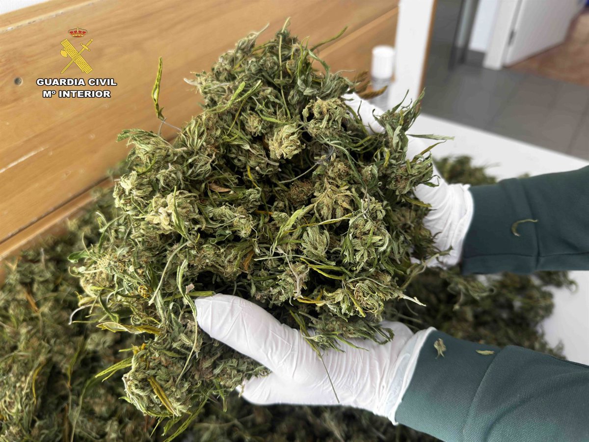 La Guardia Civil investiga a un vecino de Viguera por cultivar marihuana en una vivienda