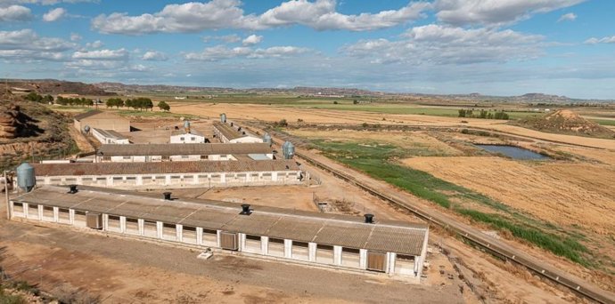 Aragón pide al Ministerio de Agricultura intensificar las negociaciones internacionales para proteger las exportaciones de porcino