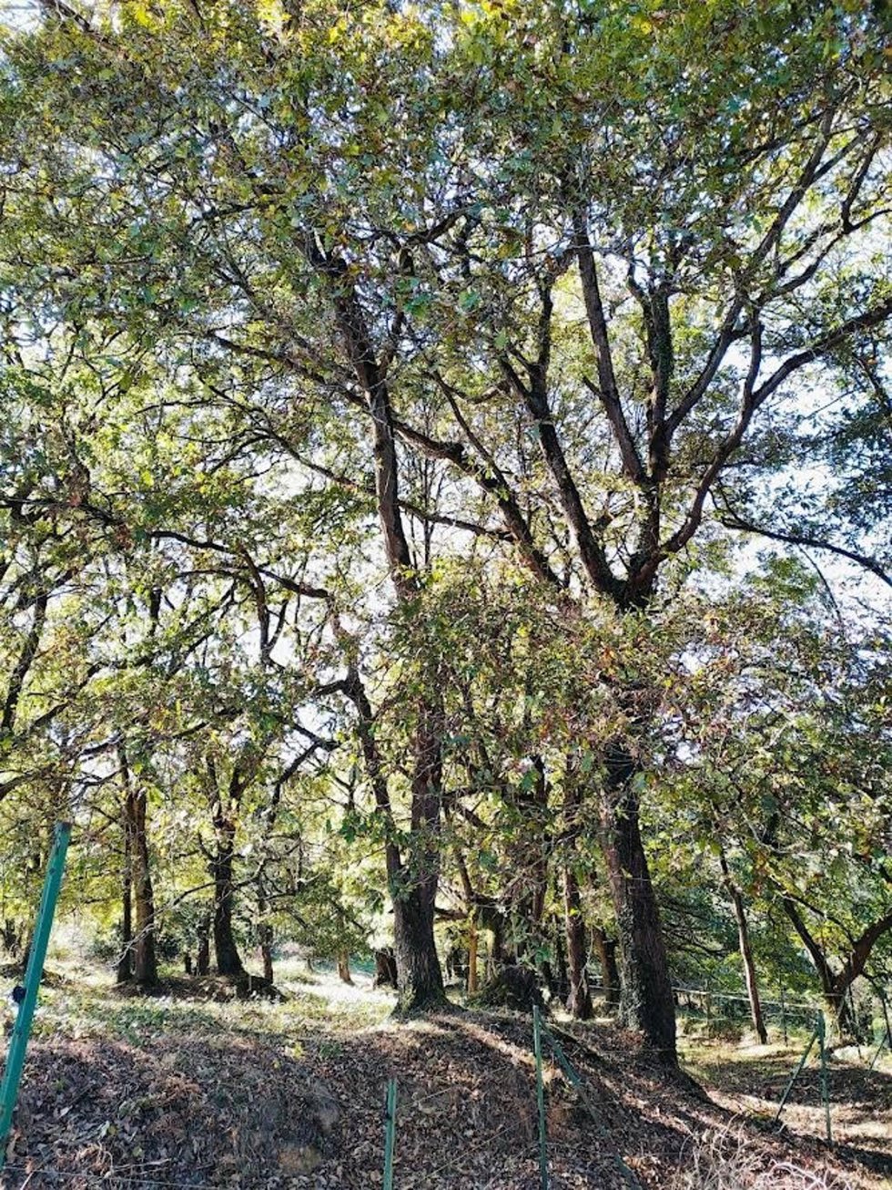 Zona de la tala