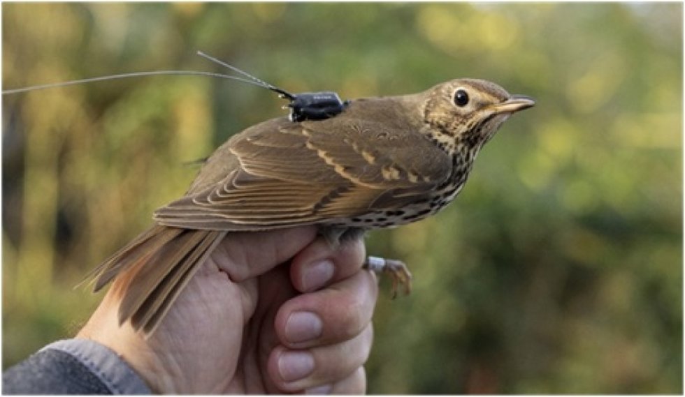 Un zorzal con un localizador GPS.
