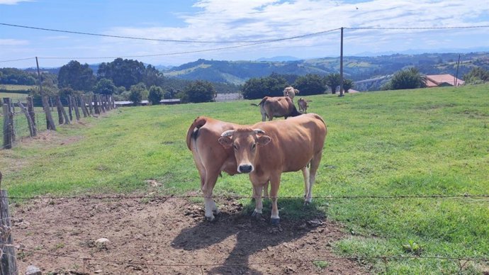 Archivo - Vacas de carne