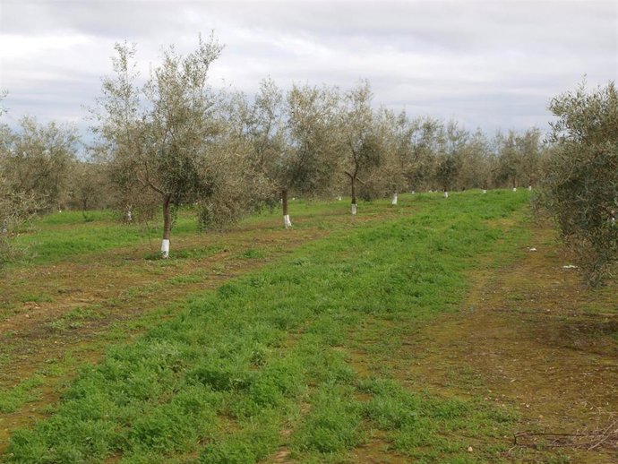Cubierta vegetal de olivar.