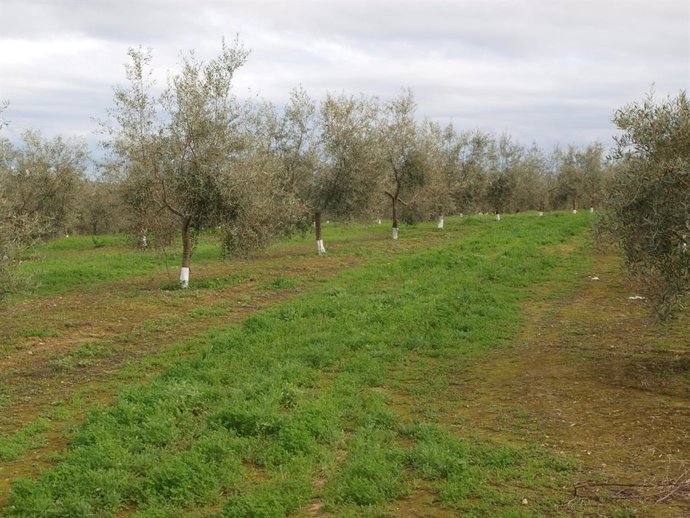 Cubierta vegetal de olivar.