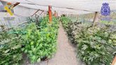 Foto: Desarticulan un entramado clandestino dedicado al cultivo y venta ilegal de marihuana en Gran Canaria