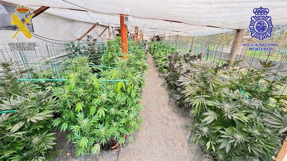 La Guardia Civil y la Policía Nacional desarticulan un punto de venta clandestino de marihuana y detienen a dos personas