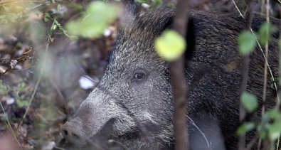 EpAgro - Agricultura