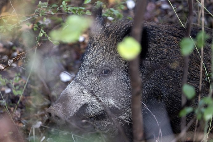 Hallado un jabalí muerto en la Universitat Autònoma de Barcelona (UAB) 