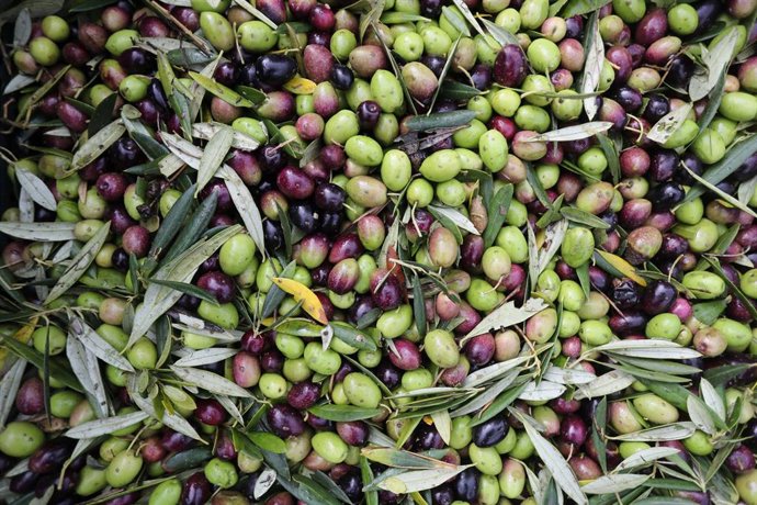 Varias aceitunas durante el comienzo de la campaña de recogida