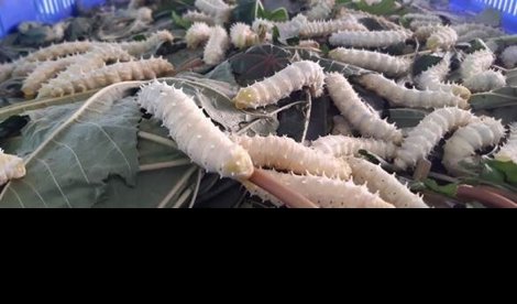 notibrasil sociedade