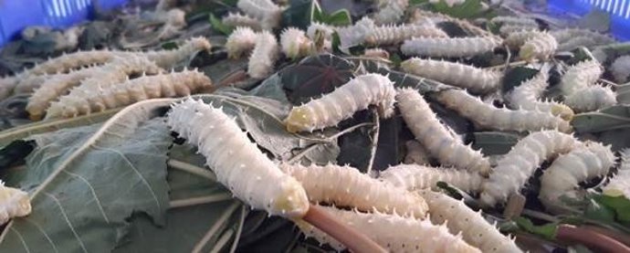 Imagem de uma fazenda de bichos-da-seda