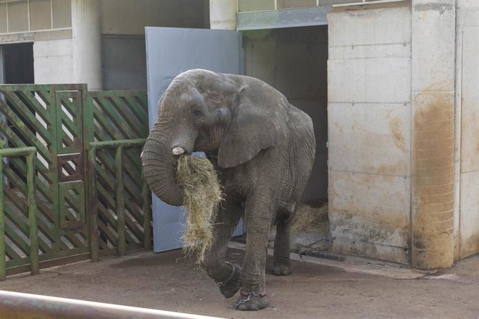 Archivo - El elefante Jums